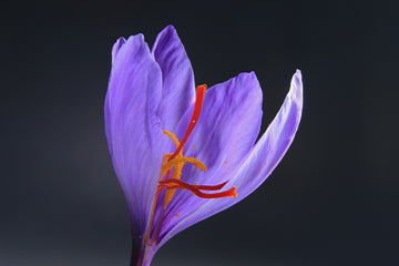 THE REALITY OF SAFFRON